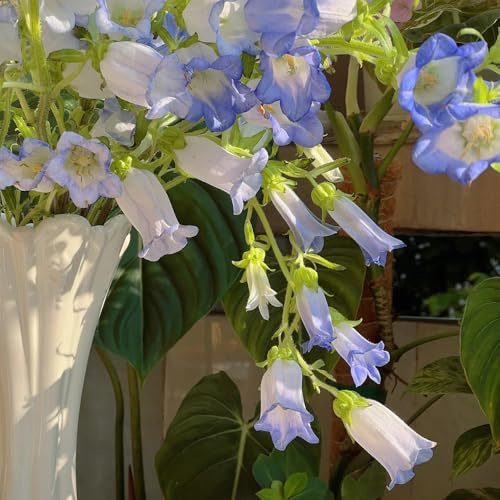 Semillas de campanilla - orgánicas de jardín Campánula mediana - semillas de balcón para lugares soleados 100pcs