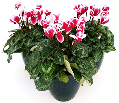 POWERS TO FLOWERS - CICLAMINO FANTASIA, 3 PIANTE, IN VASO CERAMICA NERO A RIGHE, piante vere