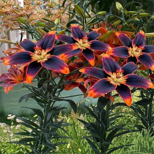 Asiatische Lilienzwiebeln, Lilien zwiebeln winterharte Stauden, aromatische Pflanzen, Terrasse, Balkon, Garten-2zwiebeln-F