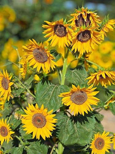 85 graines de tournesol à planter - 48 à 71 cm - Grand avec plusieurs fleurs jaunes brillantes Attract Abeilles et oiseaux