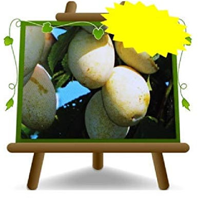 Ciruelas de Monaca amarillo- Planta frutal vieja fruta en maceta 26 - *Altura: 160~180cm. – 4 años cultivo Italia