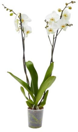 Planta Orquidea phalaenopsis natural 2 tallos maceta Ø12cm - Verdecora… (Blanca)