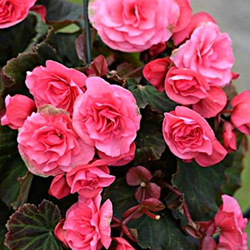 schoneBegonia Summer Flowering Bulbs – Gorgeous Blooms of Vibrant Colours – Perennial – for Your Beautiful Garden (2X Begonia Pendula Pink)