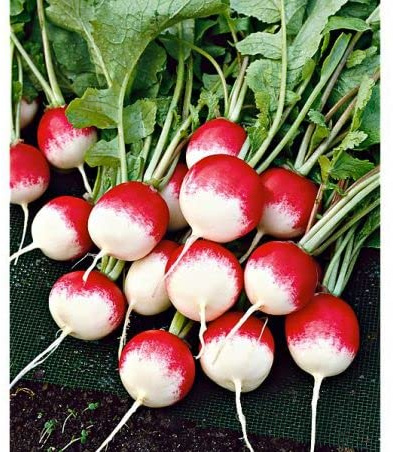 Maelsa® GRAINES en Sachet pour Potager ET Jardin - Legume - SEMENCES DE LEGUMES Divers VARIETES AU Choix Faites DEROULER… (Radis Rose Rond Bout Blanc National)