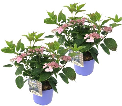Plant in a Box - Hydrangea serrata Hortensia 'Zauberkissen' - 2er-Set - Hortensie blau Winterhart - Topf 19cm - Höhe 25-40cm