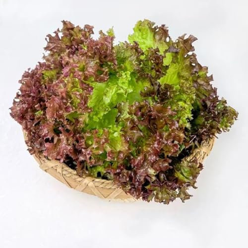 salat samen pflücksalat salatpflanzen gemüsebeet Salatsamen bio saatgut alte sorten gemüsesaatgut gemüsepflanzen jungpflanzen zimmerpflanzen kräuter pflanzen samen einfacher 150pcs