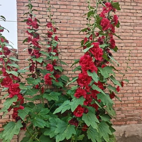semillas de malvarrosa semillas de cortadas malva loca para lugares soleados Decoración jardín para exteriores, alfombra, resistentes 2000pcs