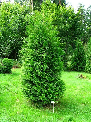 Tuia Thuja occidentalis Brabant 48 piante da siepe in vaso ø10 cm Vivaio di Castelletto