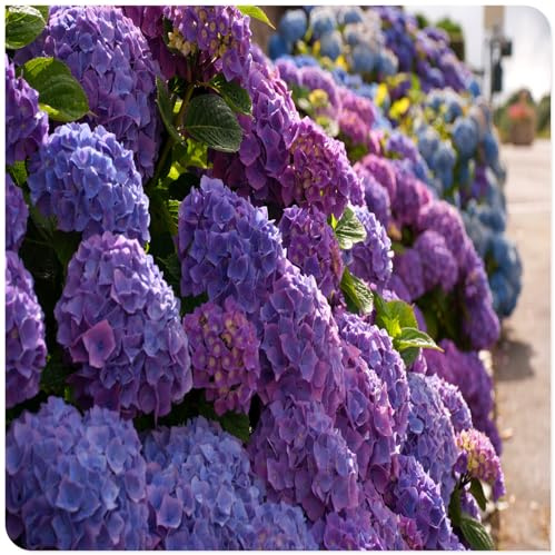 Los bulbos de hortensias de colores mixtos son resistentes al calor y fáciles de cultivar para jardines interiores y exteriores-5bulbos-E