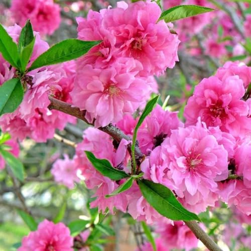 Semillas de almendro, de jardín de rocas resistentes Prunus triloba, para lugares soleados exóticas variedades antiguas de exterior 15pcs