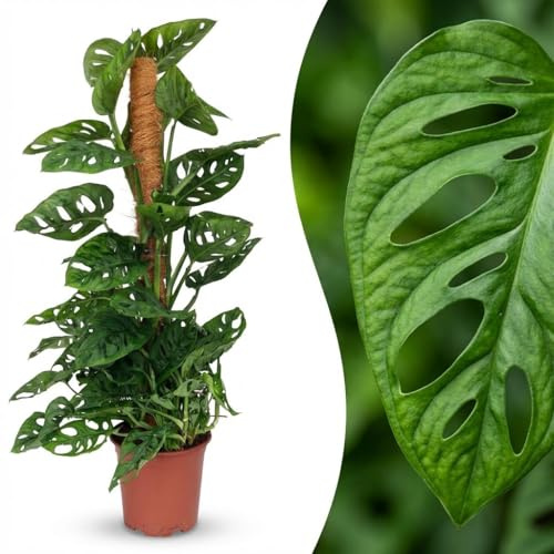 Green boutiQ - Plante d'intérieur - Monkey Mask - Monstera Andansonii sur Tuteur - Vert - Peu d'entretien - 1 Plante - Pot 19cm - Hauteur 90cm