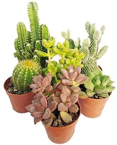 Italy Green Life - Set Mix di 30 Succulente Senza Spine e Cactus Veri vaso da 6,5cm | Mini Piante da Interno ed Esterno | Piante Resistenti per Scrivania, Casa e Ufficio | Regali Ecosostenibili