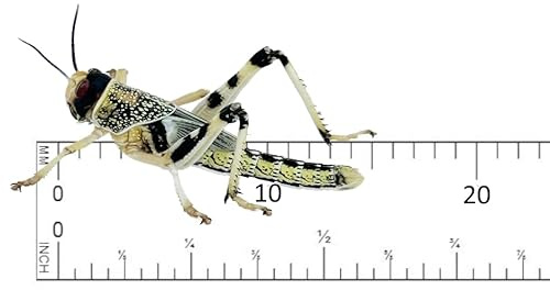 Livefood UK Live Locusts Small/Medium size 10mm to 20mm MEGA TUB of 25 Live Locusts (Reptile Livefood)