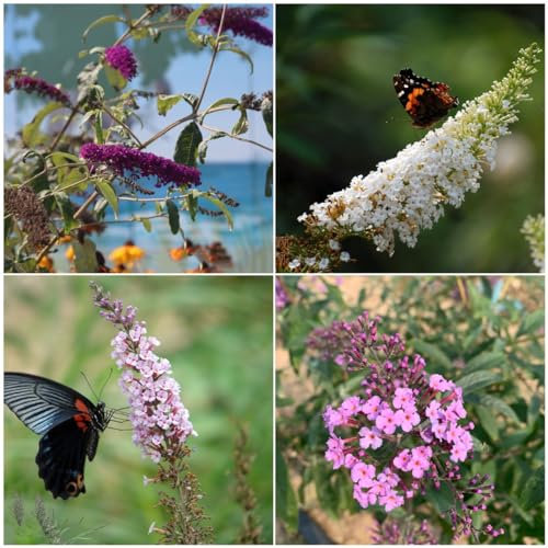 25 pcs schmetterlingsflieder samen - kleines geschenk für frauen schmetterlingsbaum,Buddleja lindleyana,sommerflieder,Schmetterlingsstrauch balkon deko blumenwiese garten pflanzen
