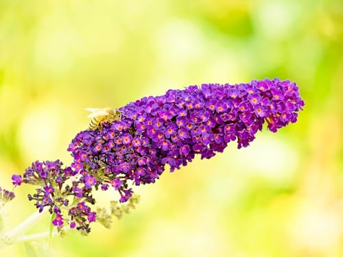 Greenwood Nursery: Live Shrub Plants - 'Black Knight' Butterfly Bush + Buddleja/Buddleia Davidii - [Qty: 2X Pint Pots] - (Click for Other Available Plants/Quantities)