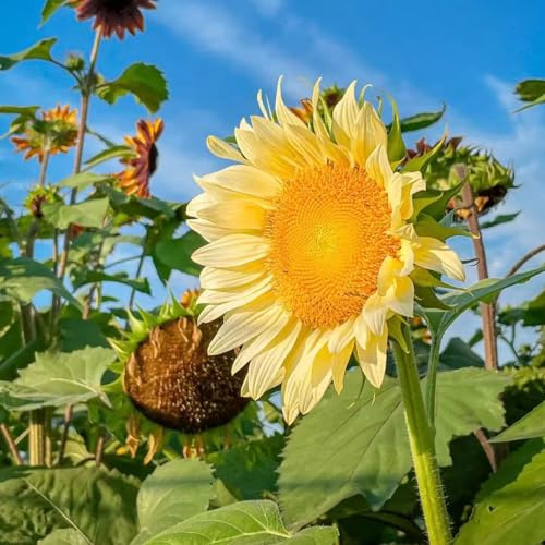 girasoli giardino interni girasoli perenni resistenti al sole semi resistenti all'aria aperta semi 700pcs