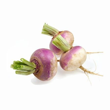 Fresh 100pcs semi di rapa viola