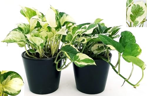 POWERS TO FLOWERS - POTOS SCINDAPSUS NJOY, N'JOY, e POTOS HAPPY LEAF, 2 PIANTE, Vaso 12cm Diametro, Piante Vere