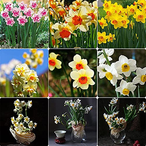 400 Stück Narzissensamen, Blumen Samen für Garten und Balkon,Ideale Garten Pflanzen, Balkon Pflanzen & Kübelpflanzen, 400Pcs Daffodil Seeds