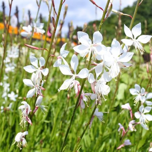 Semillas resistentes de Gaura lindheimeri - exterior jardines rocas interior orgánicas 250pcs