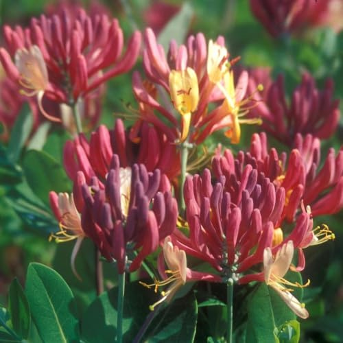 AMDGarden Pianta di Caprifoglio Lonicera Heckrottii Gold Flame Rampicante in vaso 18 cm Profuma intenso