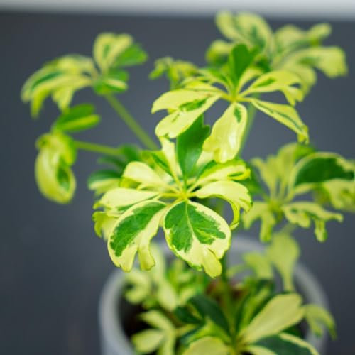 Carbeth Plants Schefflera arboricola Janine Dwarf Umbrella Plant 8cm Pot