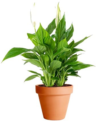 Spathiphyllum con Maceta de Cerámica DECOALIVE Lirio de la Paz o Espatifilo Planta de Interior Natural