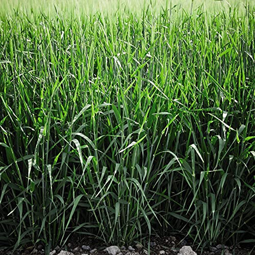 Green Manure Grazing Rye Garden Plant Hardy Annual Garden Plants Easy to Grow Your Own 1x Seed Packet by Thompson and Morgan.