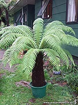 Helecho Árbol Dorado (Dicksonia fibrosa) - 25+ Freschi Esporas (Semi)