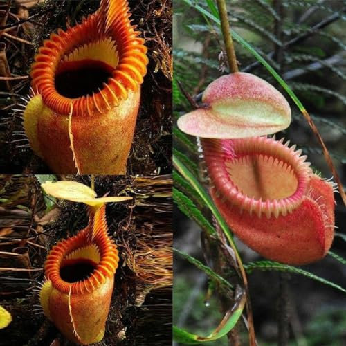 kiskick Nepenthes-Samen, 120 Stück Nepenthes-Samen, Garten, Balkon, Dach, Bonsai, fleischfressende Kannenpflanzen Nepenthes-Samen