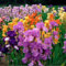 Bulbos de iris, iris perennes, la sorprendente belleza plurianual de los iris-4bulbos