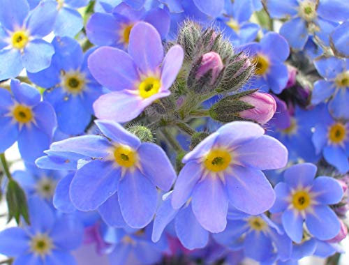 10g 15,000 Seeds Forget-Me-Not Seeds Myosatis arvensis Wild Flower Fresh Meadow by Pretty Wild Seeds Bulk Wholesale
