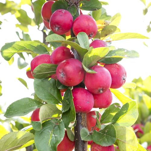 YouGarden Mini Apple Tree 'Malus Appletini', Established Plant in 13cm Pot, Apple Tree for Small Gardens, Grow Your Own Fruit, Garden Ready to Plant Out Now