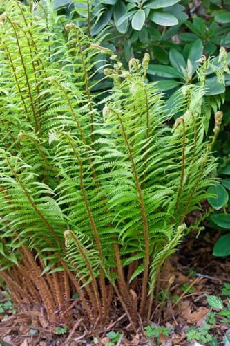 Dryopteris wallichiana 9 cm Topf – Winterhart, Mehrjährig, Pflegeleicht – Wallichs Wurmfarn – Schattenpflanze für Beet & Garten