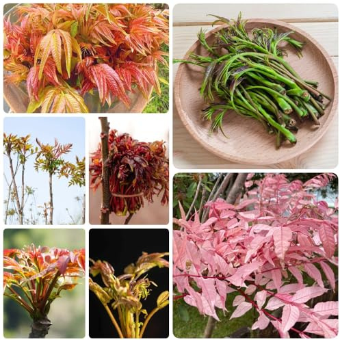 semillas de toona sinensis, semillas de resistentes vegetal chino, Las de balcón son perennes resistentes 150pcs