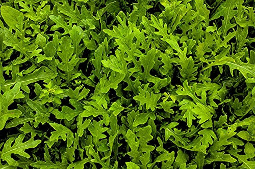 Lot de 500 Graines de Roquette Cultivée - Gout Rappelant la Noix - Feuille verte Charnus et Savoureuse - Croissance Rapide - Excellente Qualité - Garantie Germination - Semences 100% Reproductibles