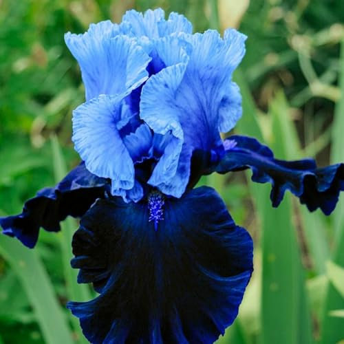 Iris Bulbs,Strong Plants That Grow Well/Mix Golden Jade Carving Feels Perfect-4bulbs-B