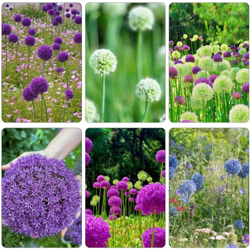 bulbi Allium di allium temprana resistenti balcone letti elevati decorazione 6pcs