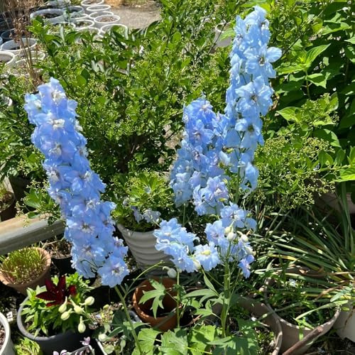 delphinium - Delphinium - arredamento per soggiorno con letto rialzatoto decorativo rampicanti, da giardino roccioso semi di selvatici 850semi