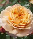 Edelrose Capri® (Container)