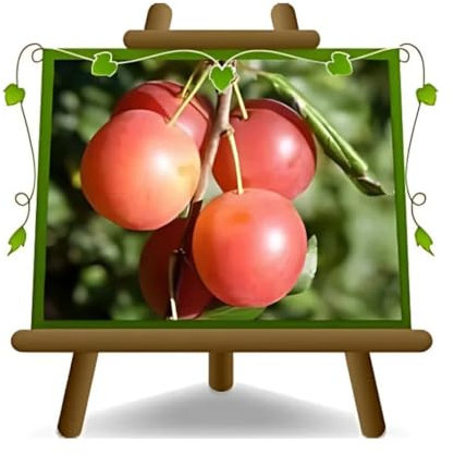 Ciruela myrobolan (rústica) - Planta frutal en maceta 20 injertado Portainjerto - árbol max 170 cm - 2 años