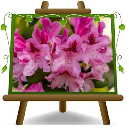 Rhododendron Rose Cosmopolitan – Plantes ornementales – sur pot 28 cm – Croma 50-60 cm