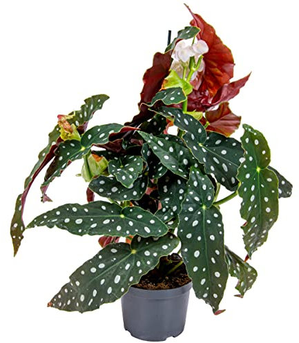 Bloomique - Begonia Maculata - Bégonia à pois - Plante à pois - Plante d’intérieur - Dépolluante - 20-30 cm de haut - Pot 12 cm