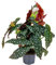 Bégonia Maculata | Stippenplant per stuk - Kamerplant in kwekerspot ⌀12 cm - 25-35 cm