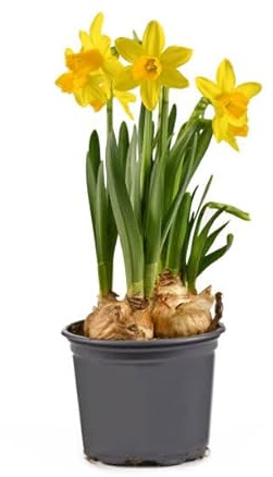 Narciso Amarillo | DECOALIVE | Bulbo de Narcissus | Flores Amarillas | Flor de Primavera