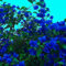 Aamish 50 piezas de semillas de flores de buganvilla azul