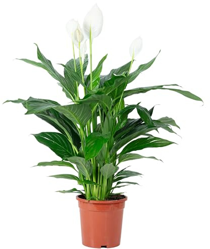 Véritable plante d'intérieur à une feuille Spathiphyllum Lauretta - Hauteur env. 90 cm, diamètre du pot 19 cm