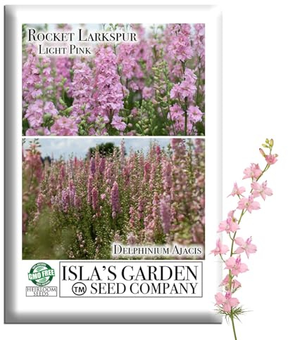 Light Pink Larkspur Rocket Flower Seeds for Planting, 250+ Seeds Per Packet, (Isla's Garden Seeds), Non GMO & Heirloom Seeds, Botanical Name: Delphinium consolida, Great Home Garden Gift