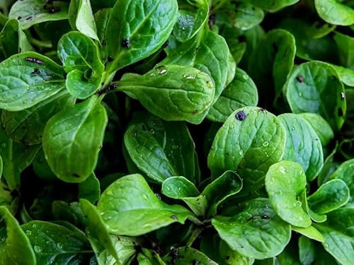 1 Pack of 1400 SEEEDS Corn Salad - Valerianella Locusta - Mache - LAMB'S Lettuce