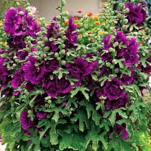 Dwarf Hollyhock `Queeny`, Purple - 30 Seeds + Plant tag (Althaea Rosea)